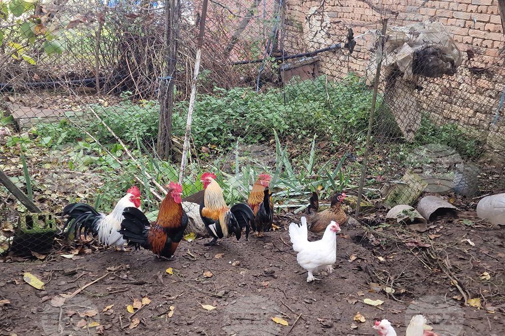 ИЗВЪНРЕДНО: Огнище на птичи грип установено край Пазарджик 