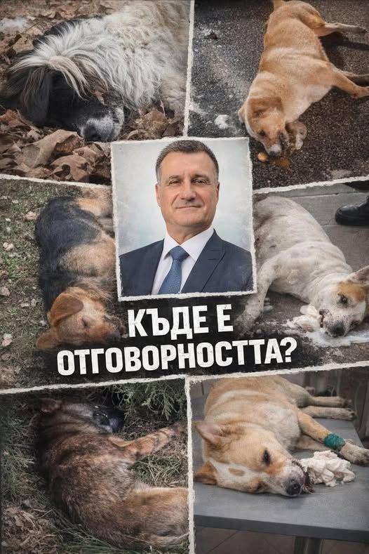 Отрови вместо решения: Велинград излиза на протест срещу мълчанието на  Костадин Коев