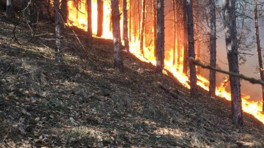 Пожарът край с. Сестримо е овладян и локализиран