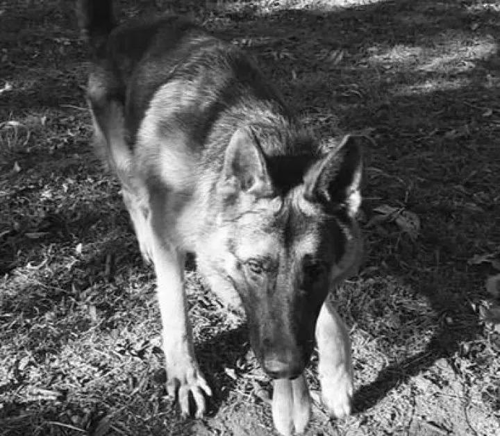 Шок в Пазарджик: Куче умря след умишлено отравяне с антифриз в частен двор