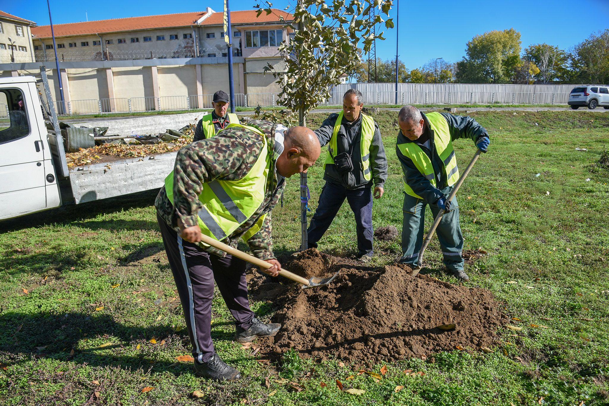 Община Пазарджик засажда десетки нови дървета в парк „Стадиона“