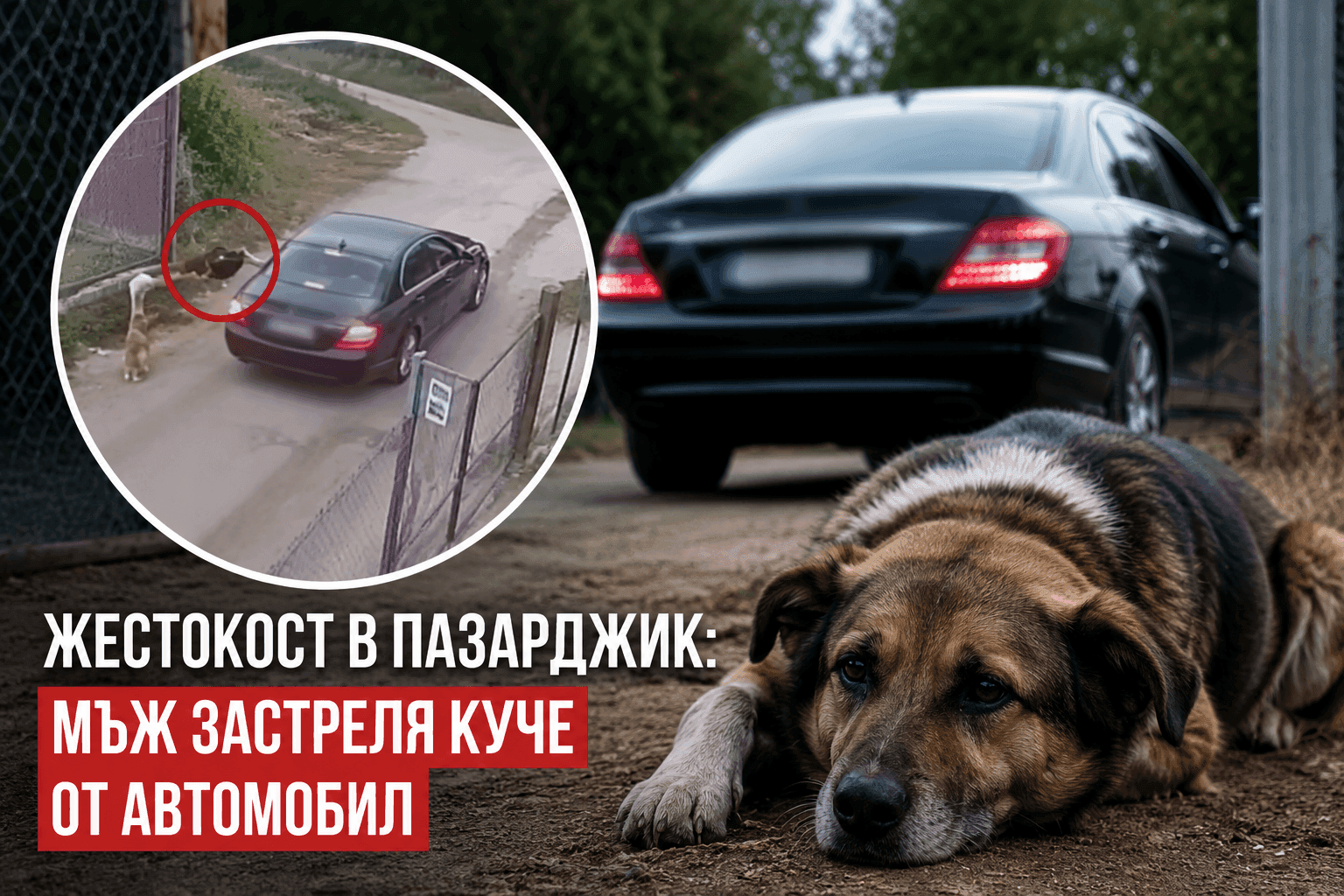 Шокиращи кадри край Пазарджик: Мъж застреля куче от автомобил, животното умира след мъчителни изстрели