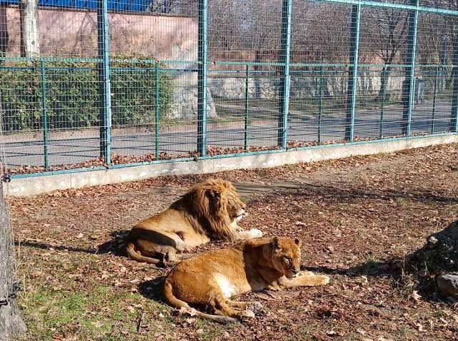 Голямо обновяване на зоокъта на Острова: Вижте какво предстои