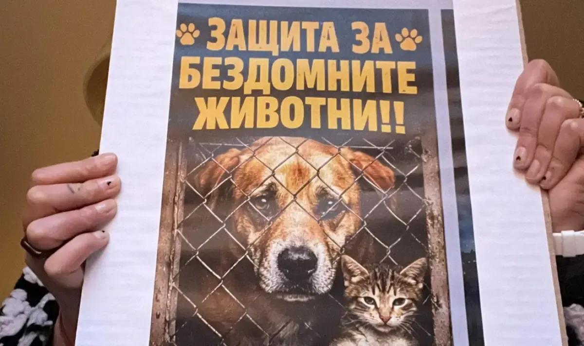 ДНЕС Протест във Велинград срещу отравянето на бездомни кучета