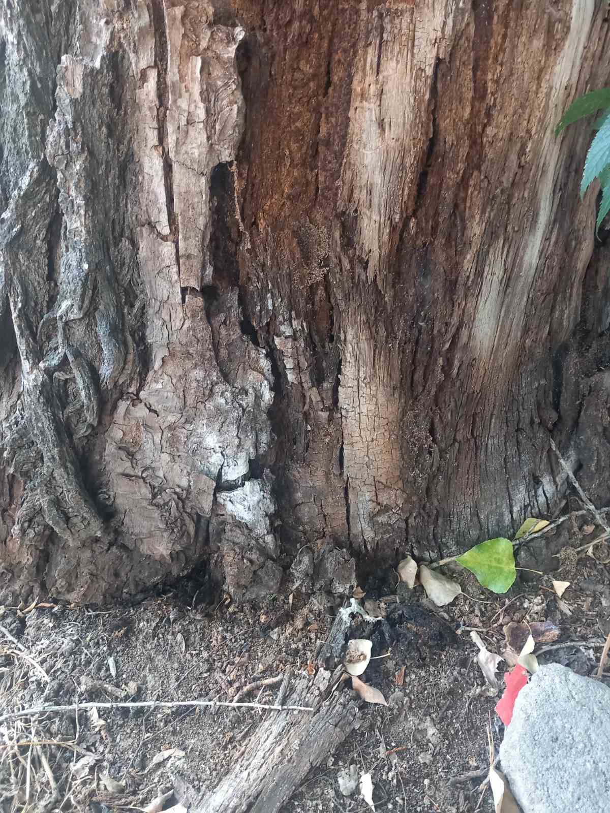 Санитарно отстраняване на изсъхнали дървета от Стадиона1.jpg