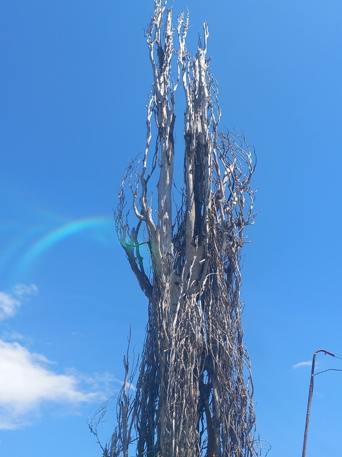 Санитарно отстраняване на изсъхнали дървета от Стадиона2.jpg