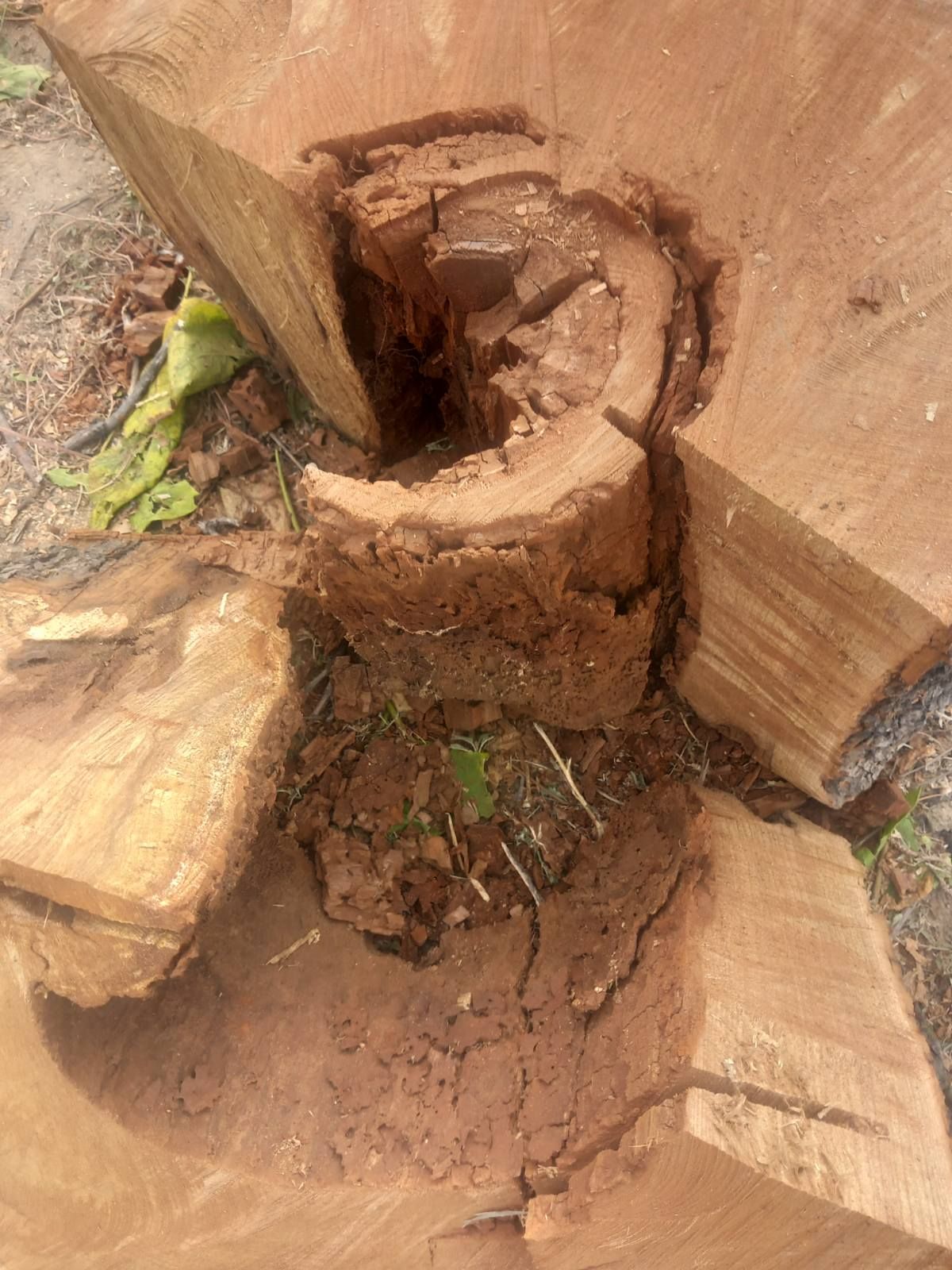 Санитарно отстраняване на изсъхнали дървета от Стадиона4 (1).jpg