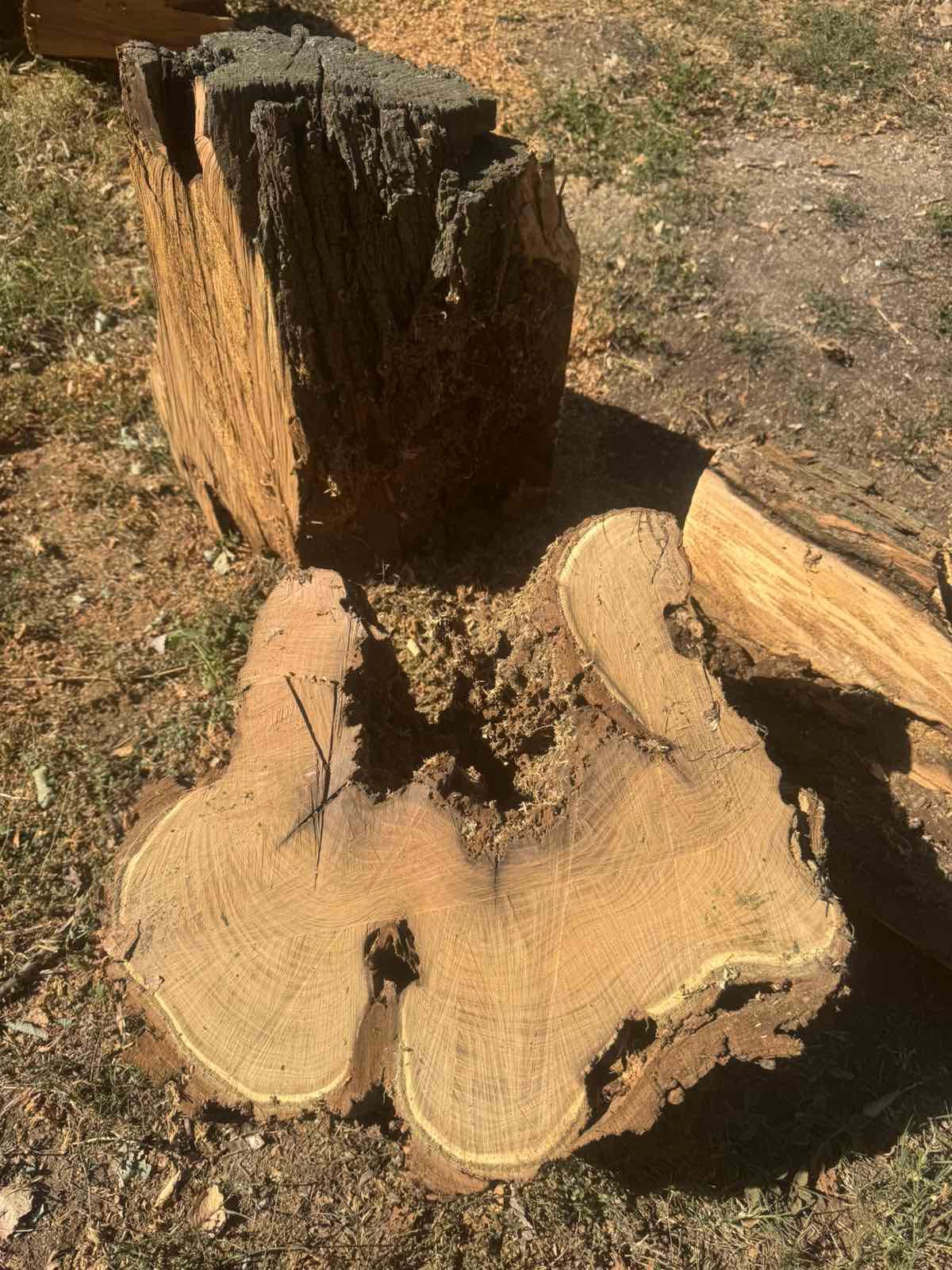 Санитарно отстраняване на изсъхнали дървета от Стадиона5.jpg