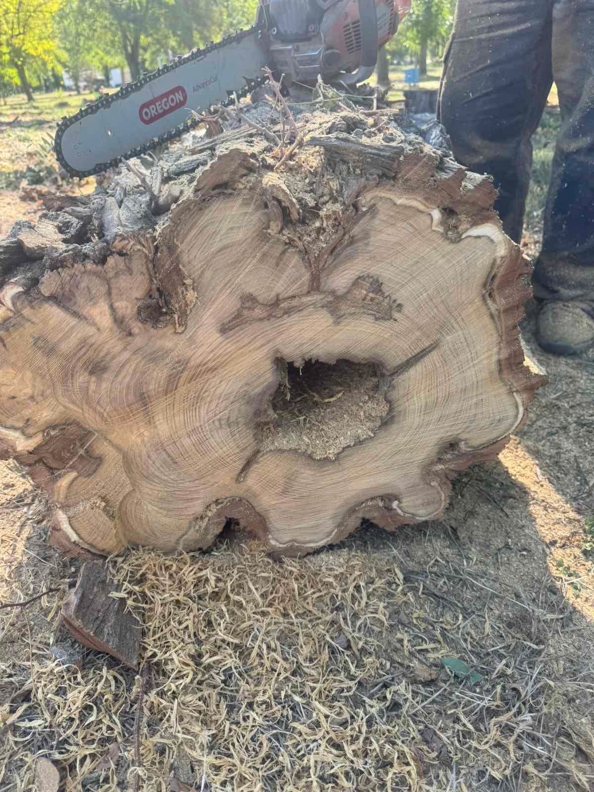 Санитарно отстраняване на изсъхнали дървета от Стадиона6.jpg